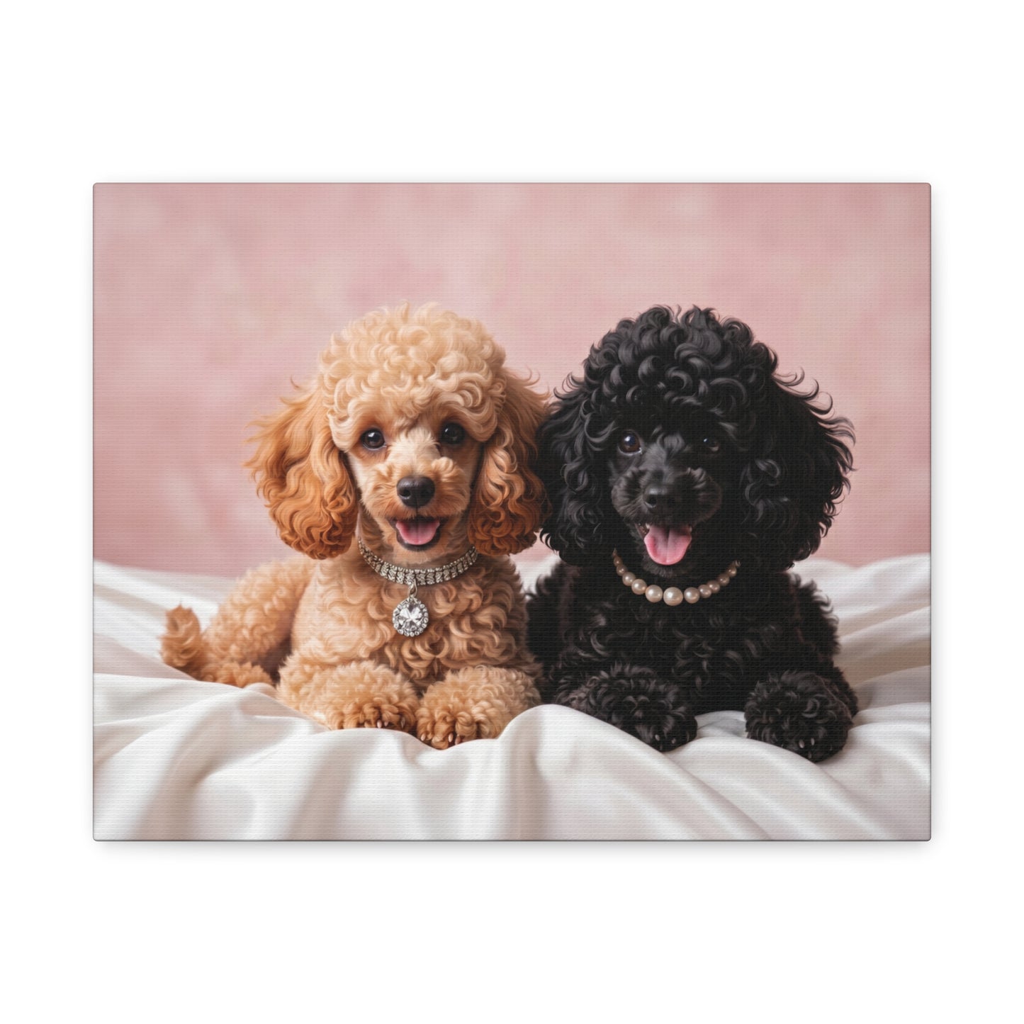 Posh Poodles: Poodle Puppies & Silk - Chunique Chihuahuas