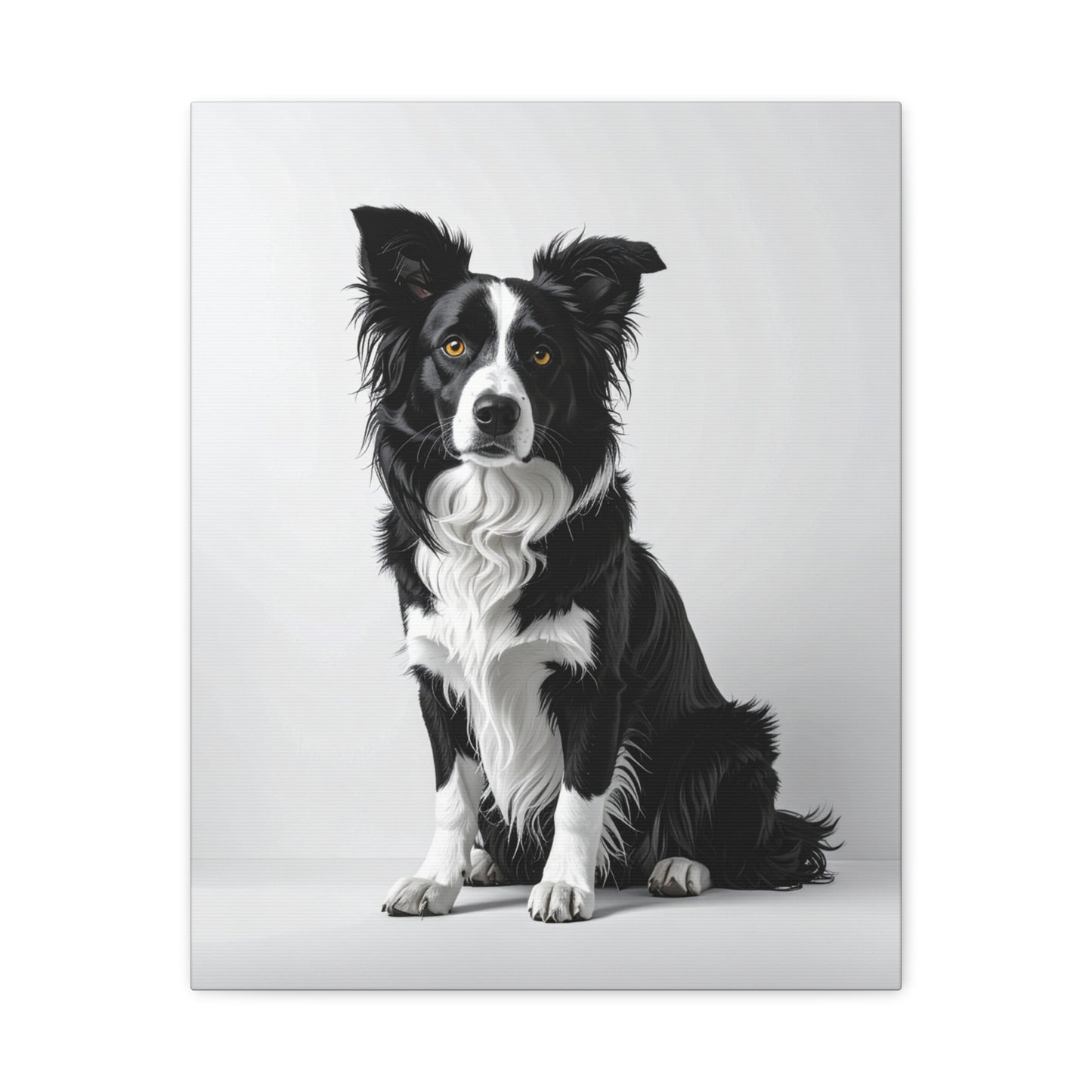 Captivating Collies: White & Amber - Chunique Chihuahuas
