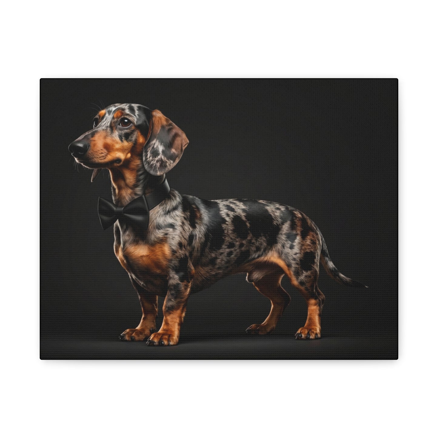 Darling Dachshunds: Bow-Tie - Chunique Chihuahuas