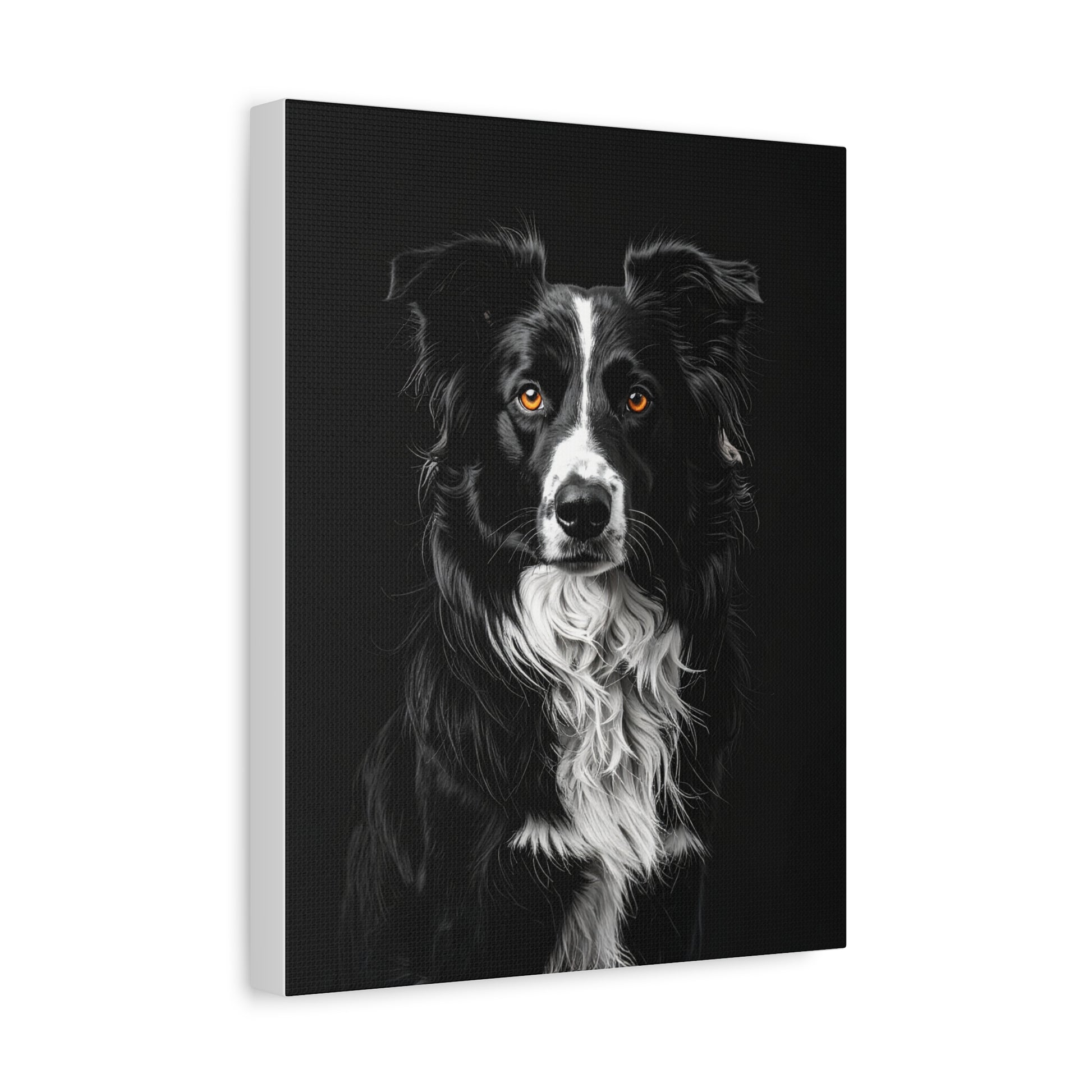 Captivating Collies: Black & Amber - chunique chihuahuas