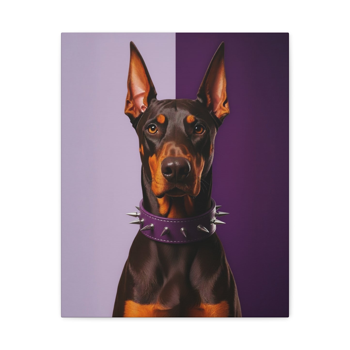 Doberman pinscher wearing a spiked purple collar on a two-tone purple background