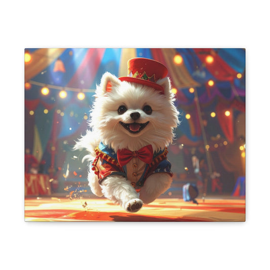 Pom - Pom Mayhem: Ringmaster - Chunique Chihuahuas