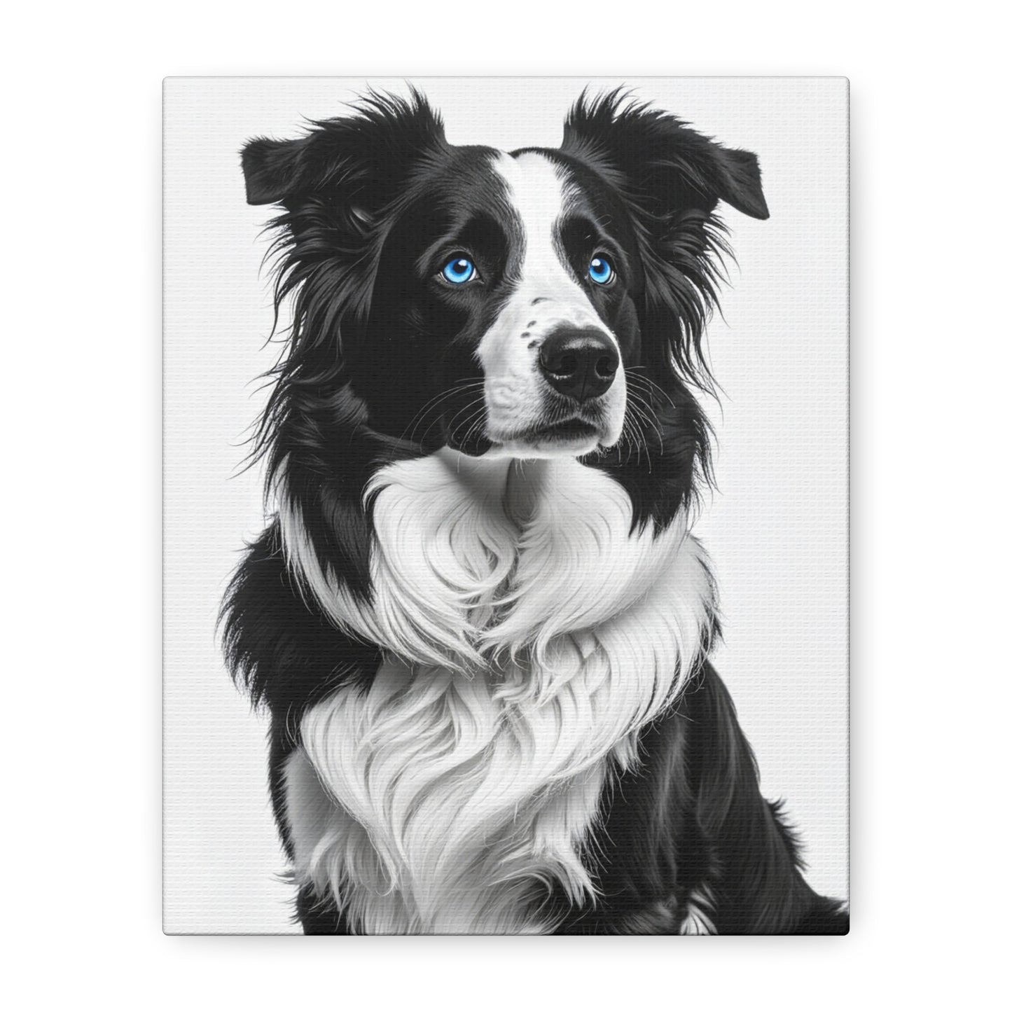 Captivating Collies: White & Blue - Chunique Chihuahuas