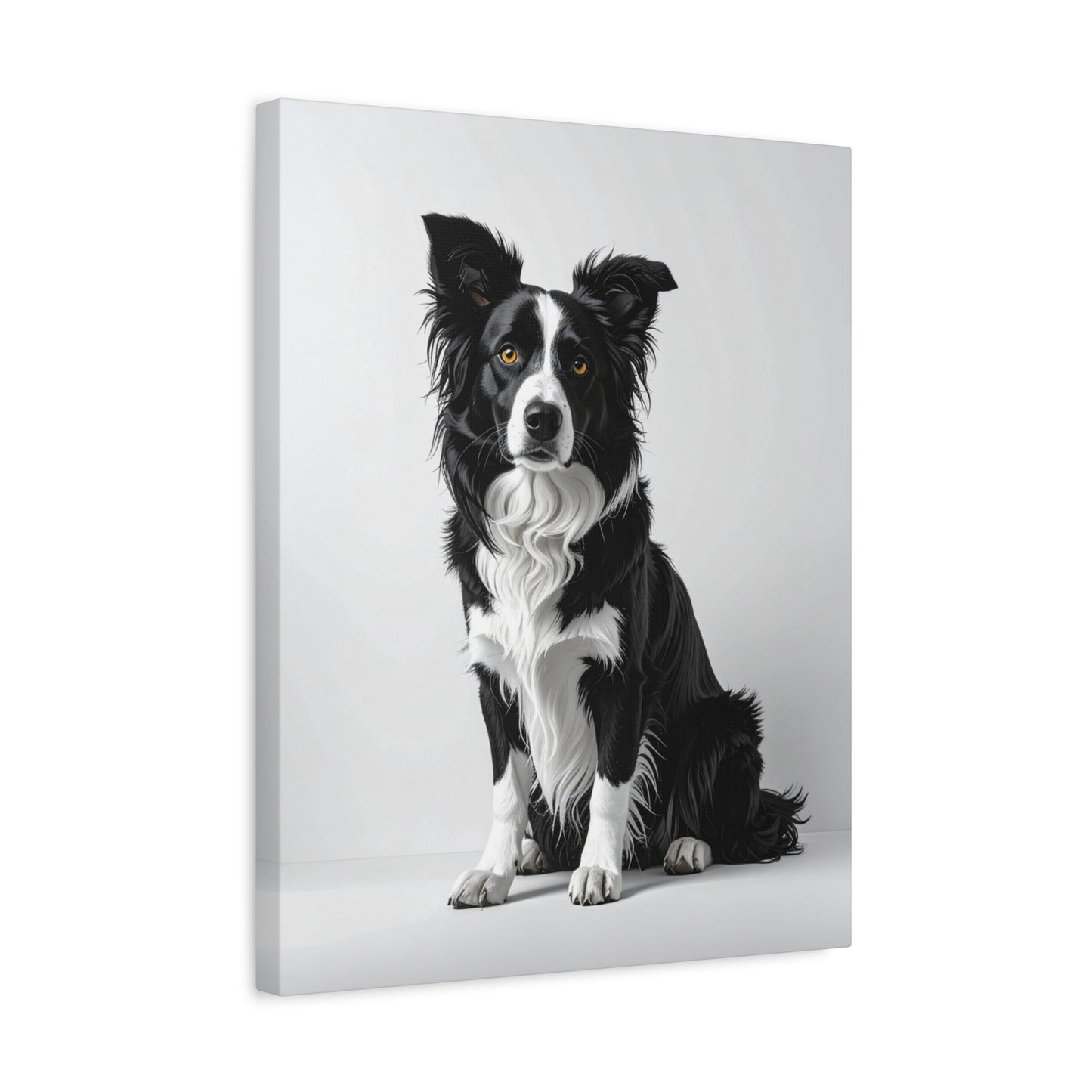 Captivating Collies: White & Amber - Chunique Chihuahuas