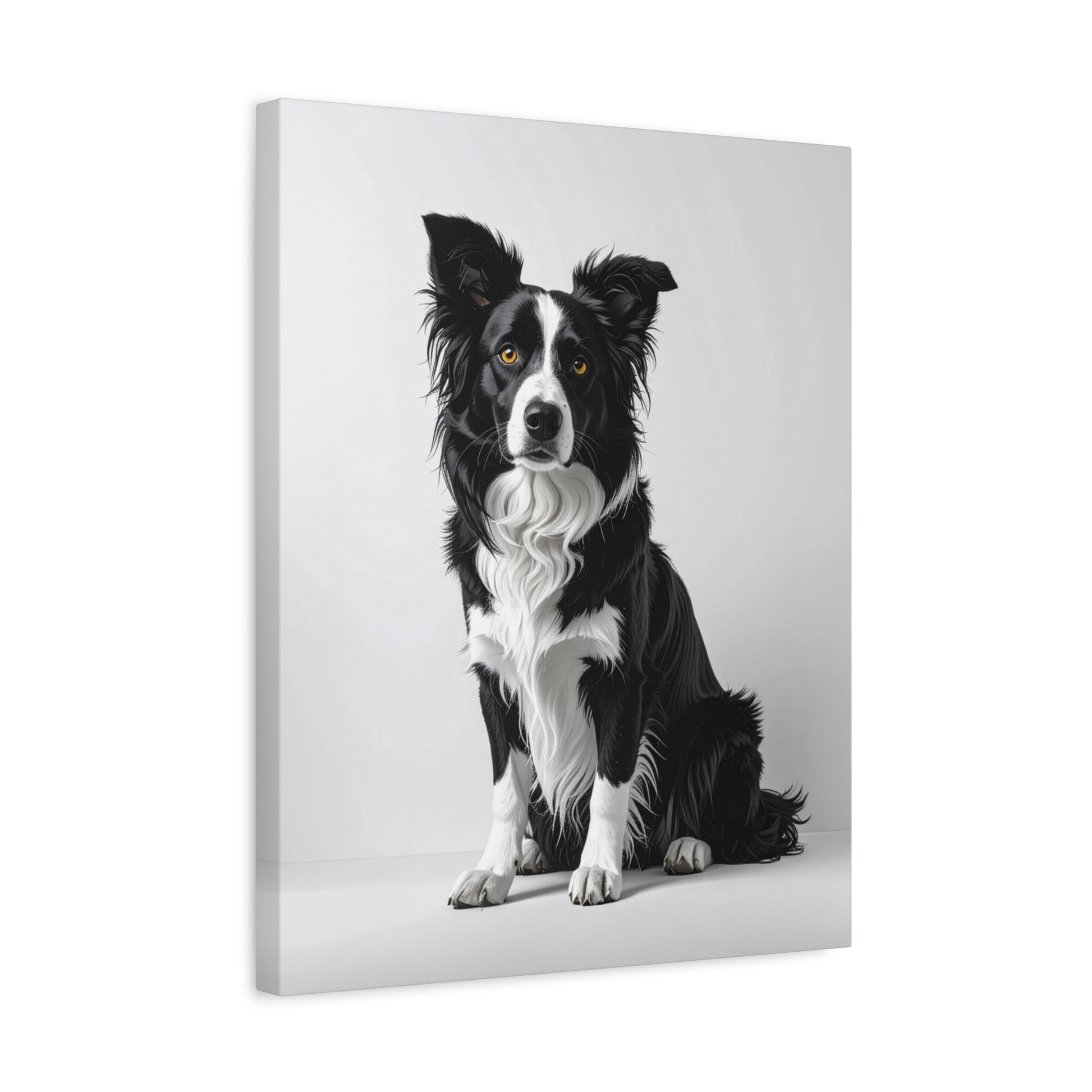 Captivating Collies: White & Amber - Chunique Chihuahuas