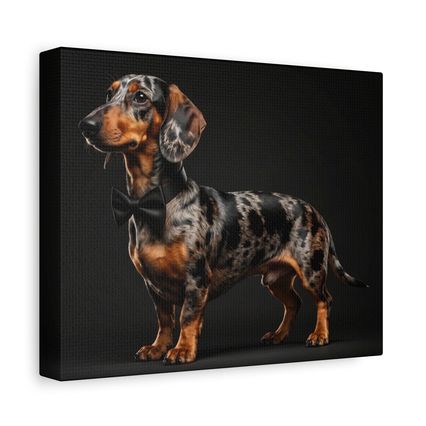 Darling Dachshunds: Bow-Tie - Chunique Chihuahuas