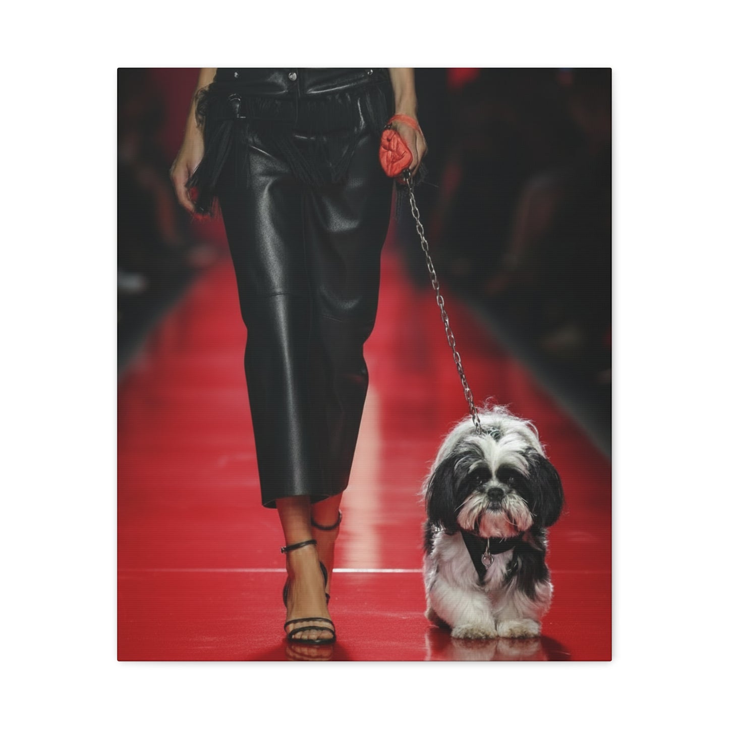 Shih Tzu Glitz: Runway - Chunique Chihuahuas