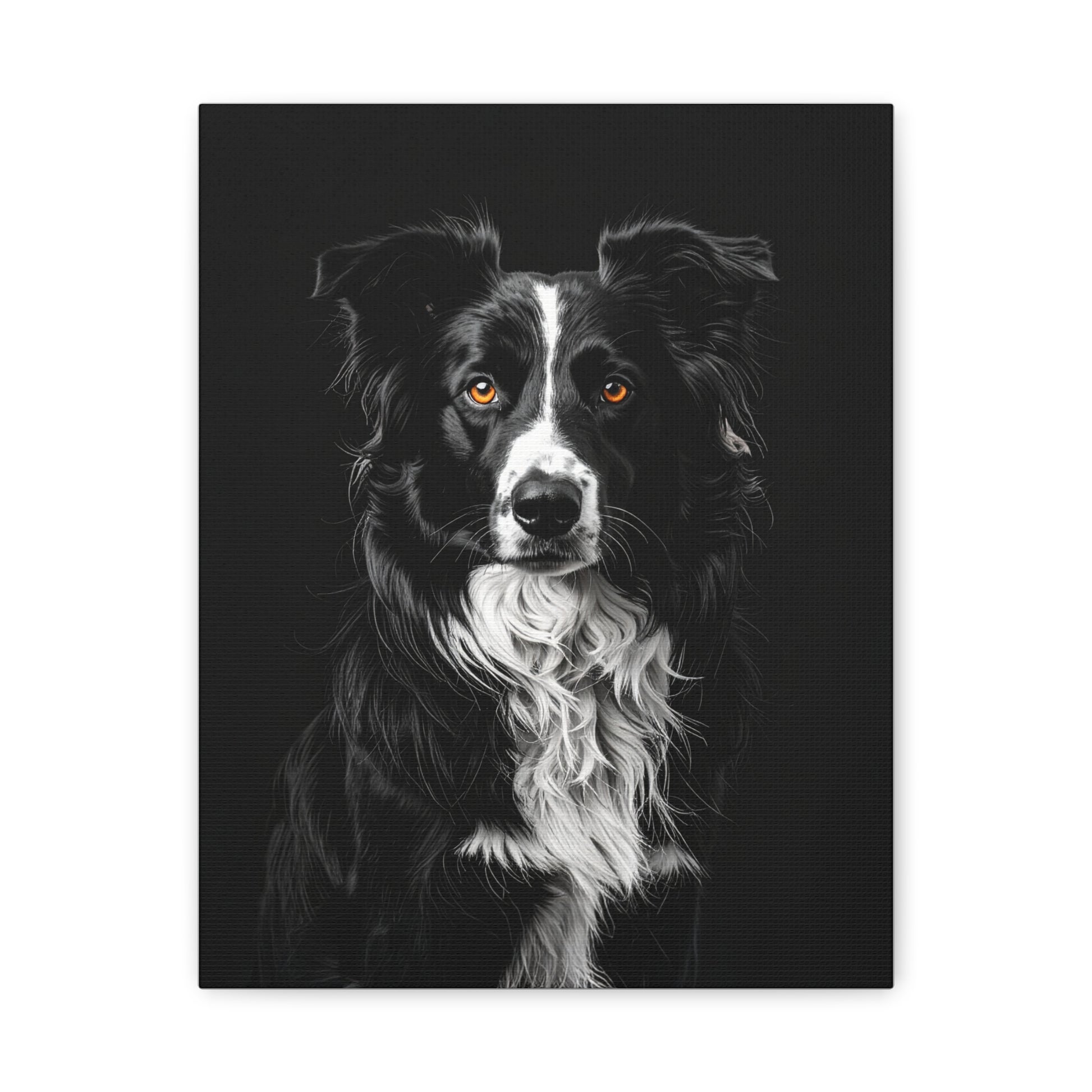 Captivating Collies: Black & Amber - chunique chihuahuas