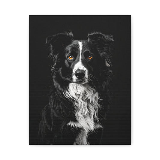 Captivating Collies: Black & Amber - chunique chihuahuas