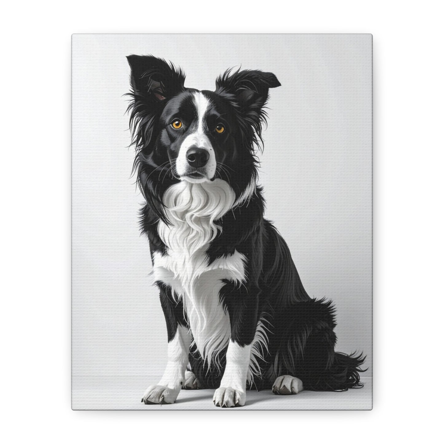 Captivating Collies: White & Amber - Chunique Chihuahuas