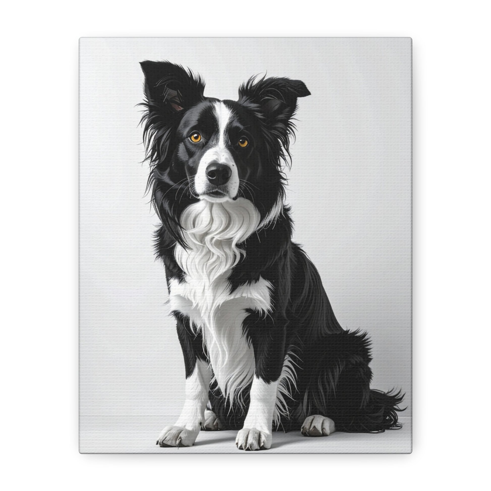 Captivating Collies: White & Amber - Chunique Chihuahuas
