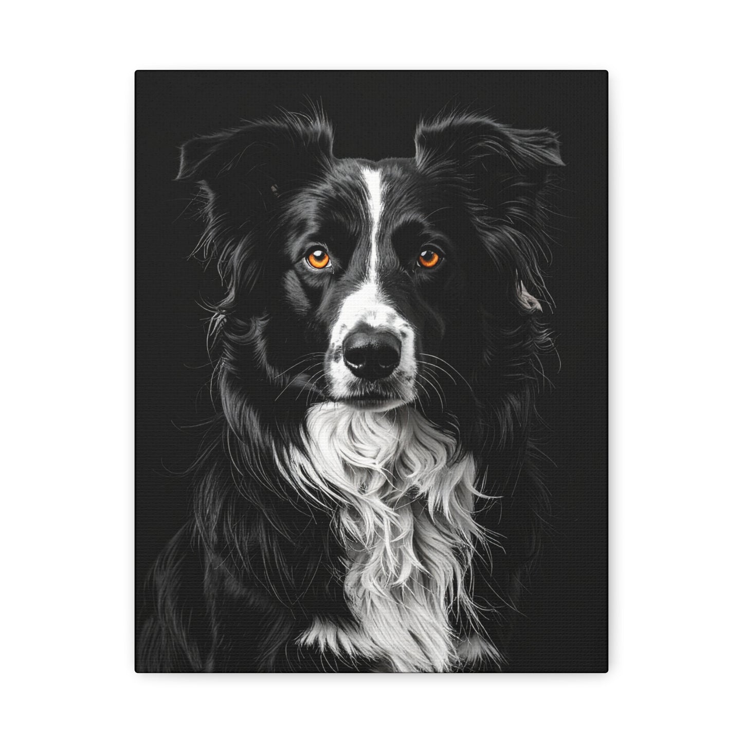 Captivating Collies: Black & Amber - Chunique Chihuahuas