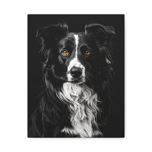 Captivating Collies: Black & Amber - Chunique Chihuahuas
