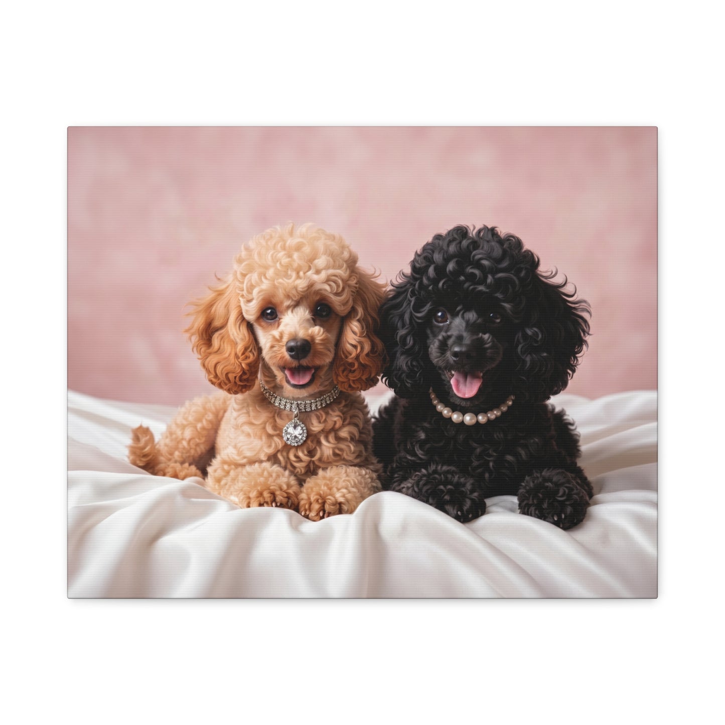 Posh Poodles: Poodle Puppies & Silk - Chunique Chihuahuas