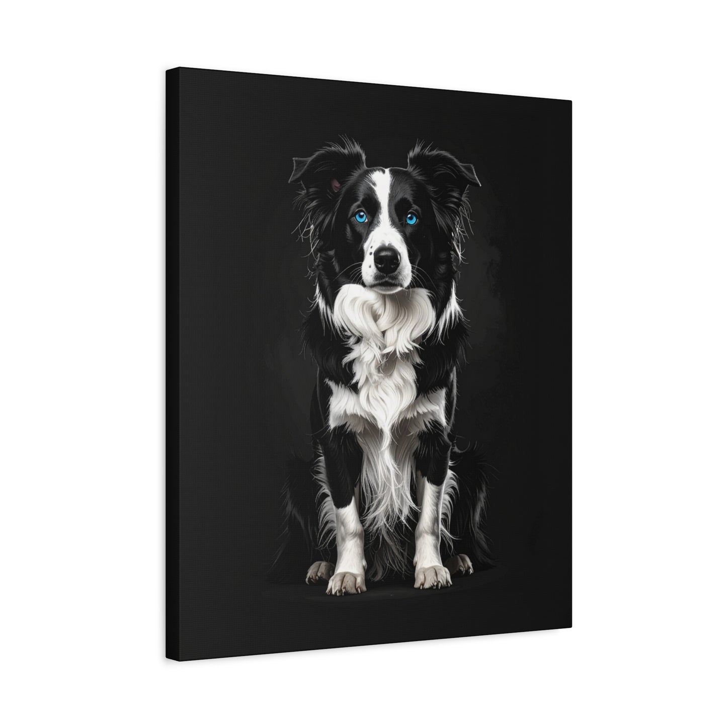 Captivating Collies: Black & Blue - Chunique Chihuahuas