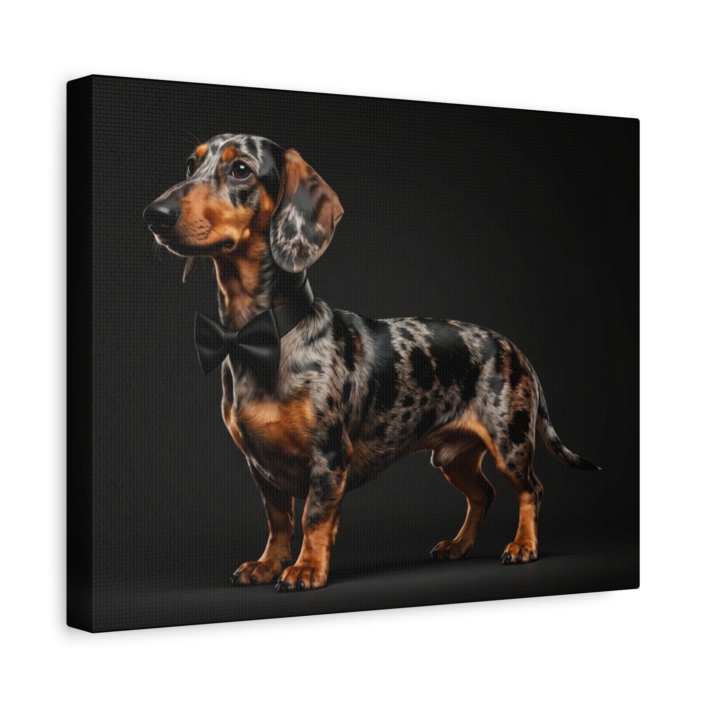 Darling Dachshunds: Bow-Tie - Chunique Chihuahuas