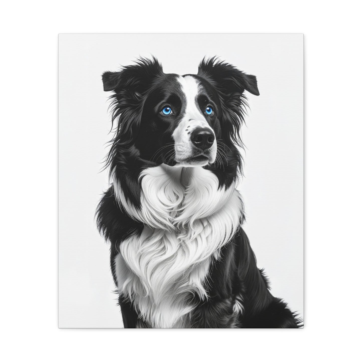 Captivating Collies: White & Blue - Chunique Chihuahuas