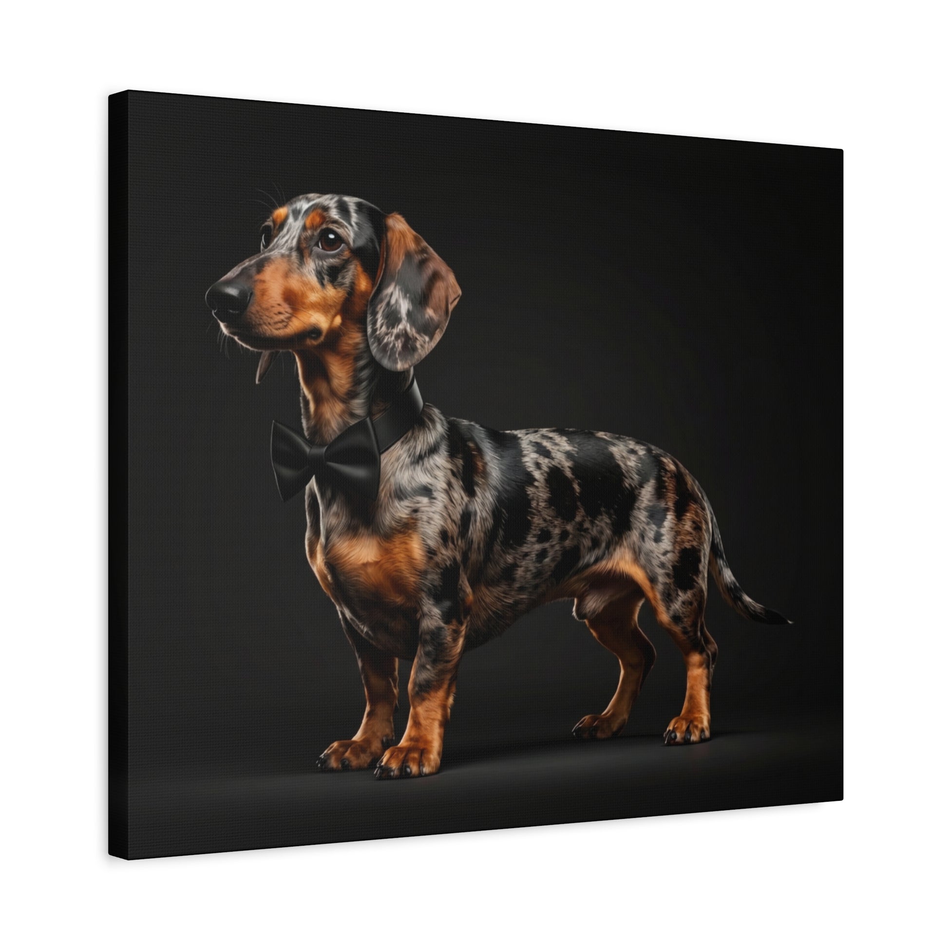 Darling Dachshunds: Bow-Tie - Chunique Chihuahuas