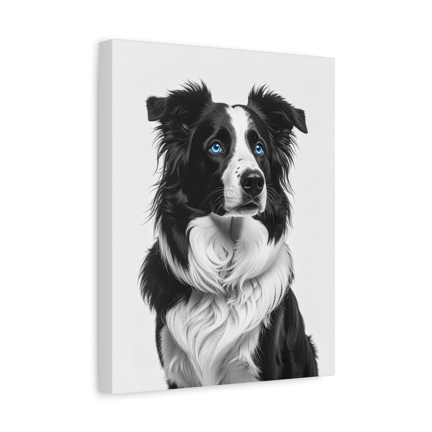 Captivating Collies: White & Blue - chunique chihuahuas