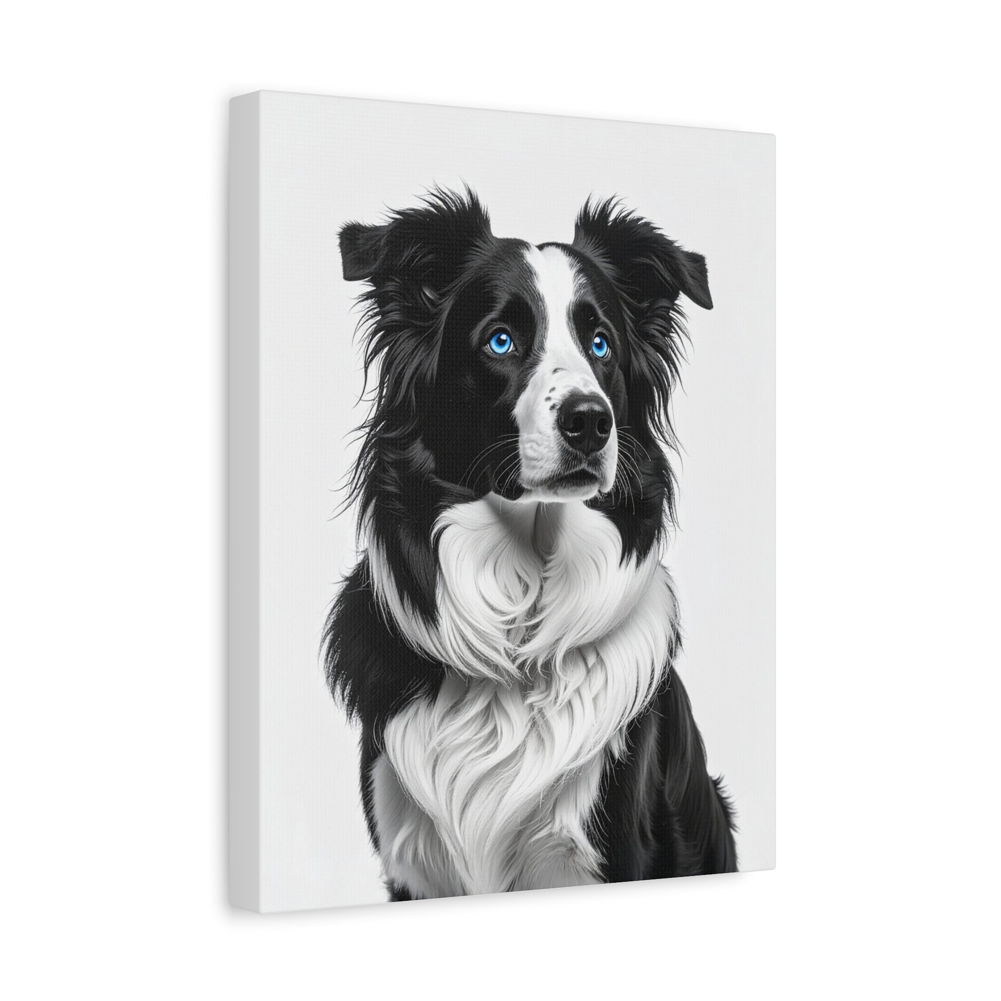 Captivating Collies: White & Blue - chunique chihuahuas