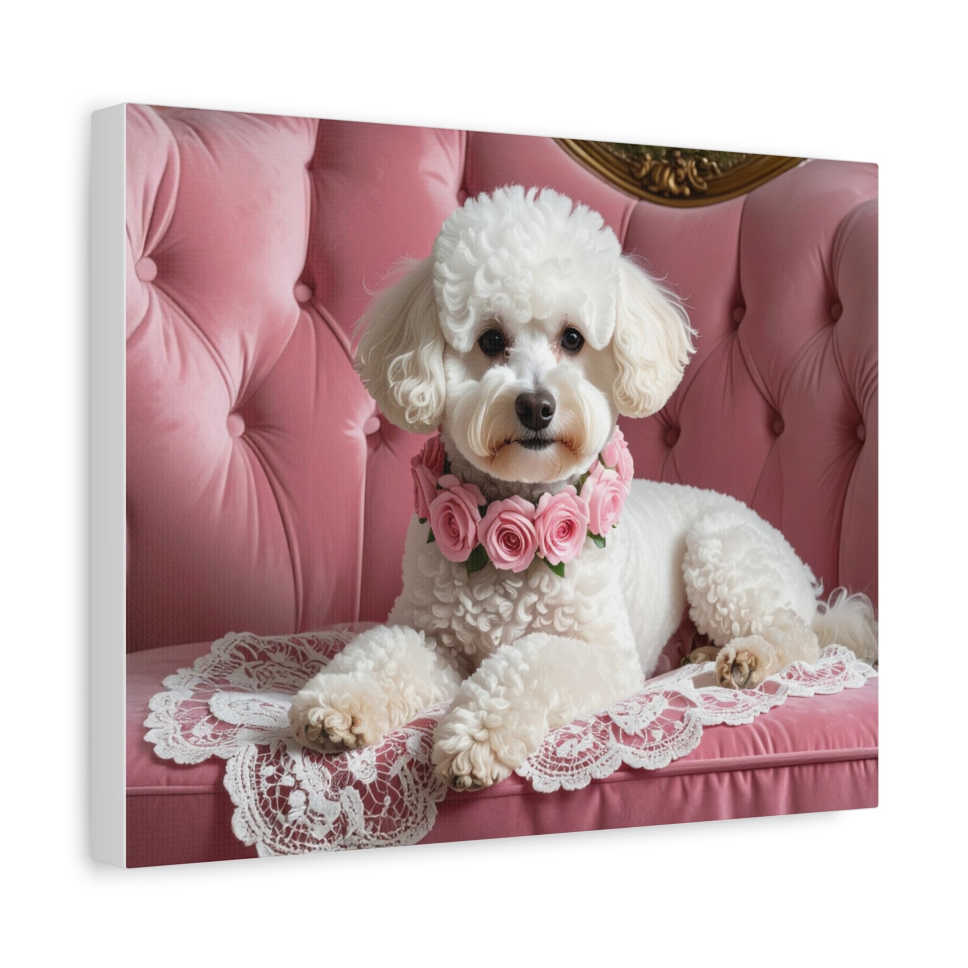 Bougie Bichon: Pink Velvet - chunique chihuahuas