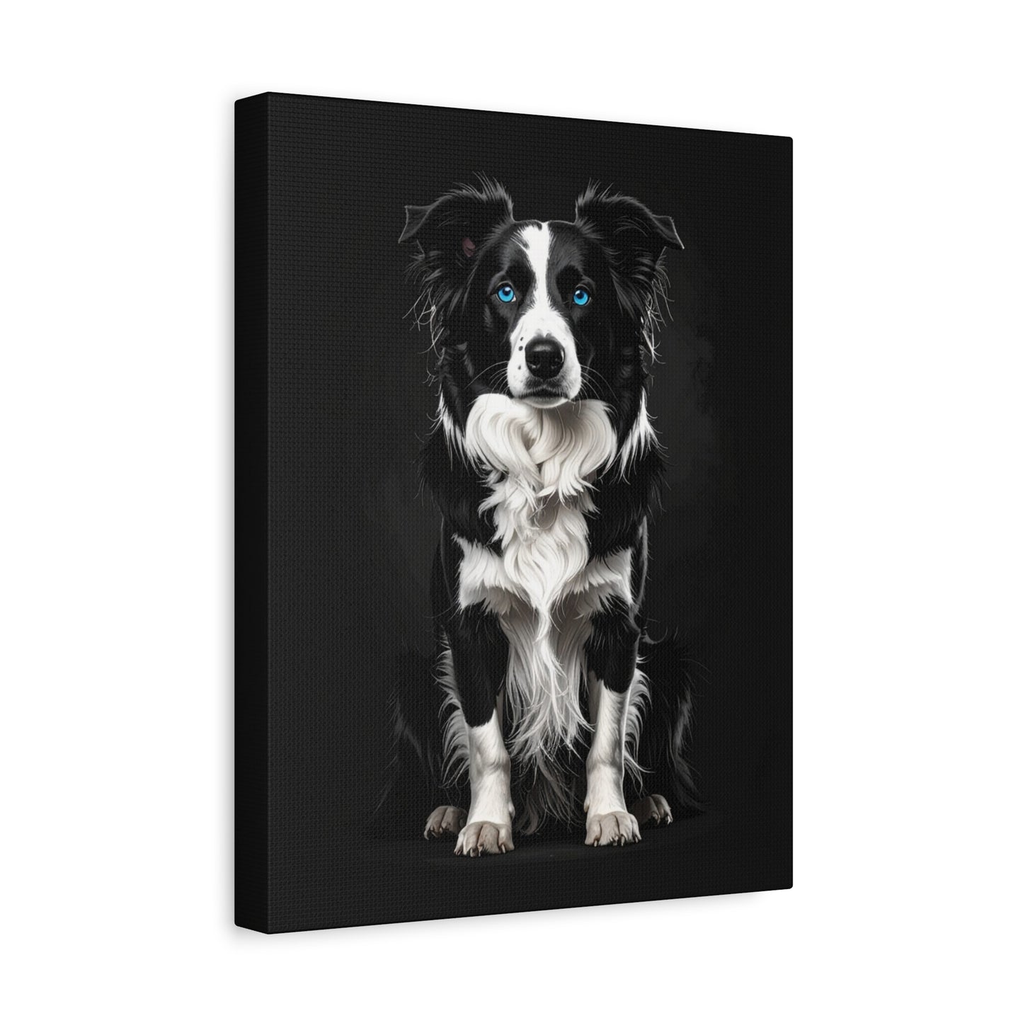 Captivating Collies: Black & Blue - Chunique Chihuahuas