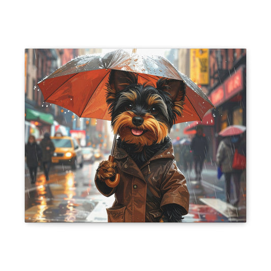 NY Yorkie: Everyday Rain - chunique chihuahuas