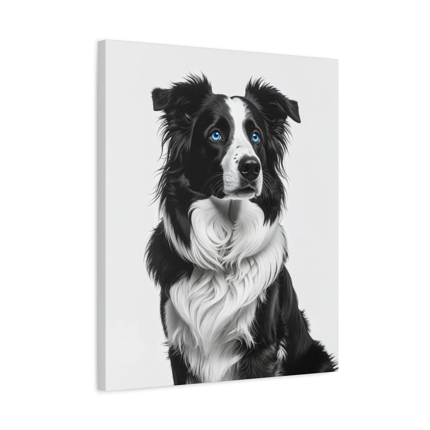 Captivating Collies: White & Blue - Chunique Chihuahuas