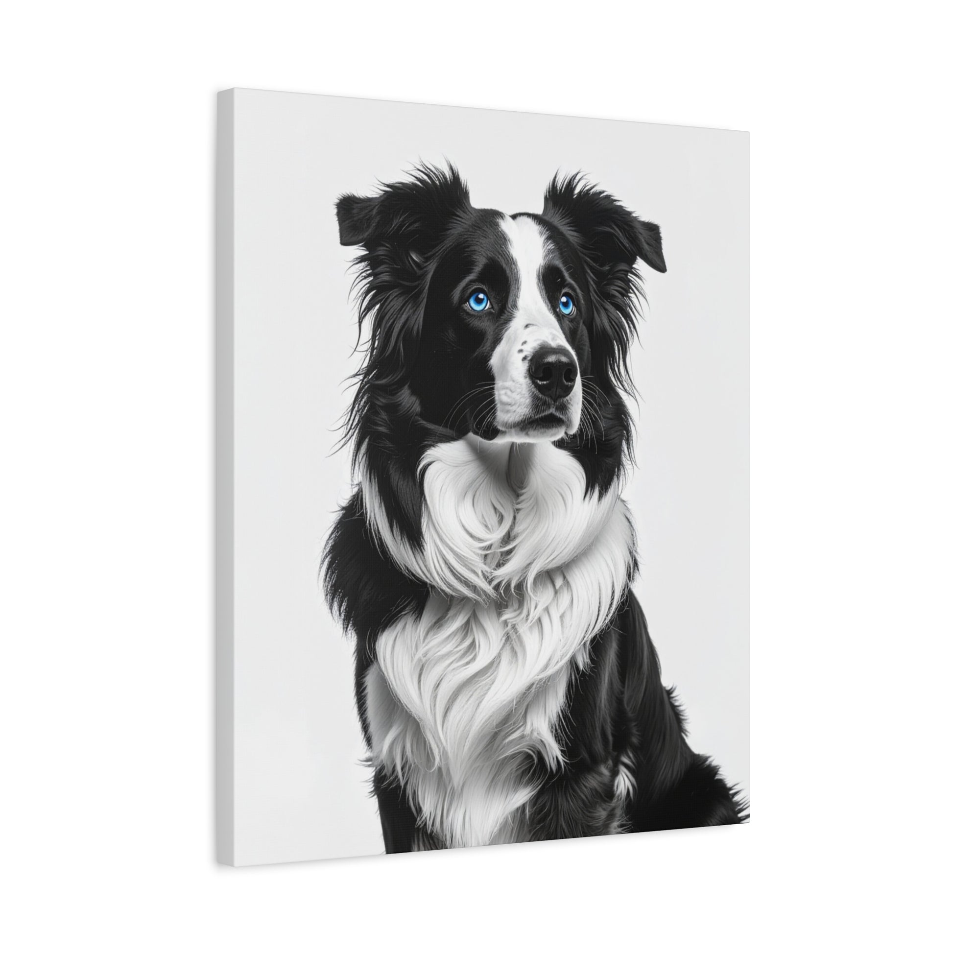 Captivating Collies: White & Blue - Chunique Chihuahuas