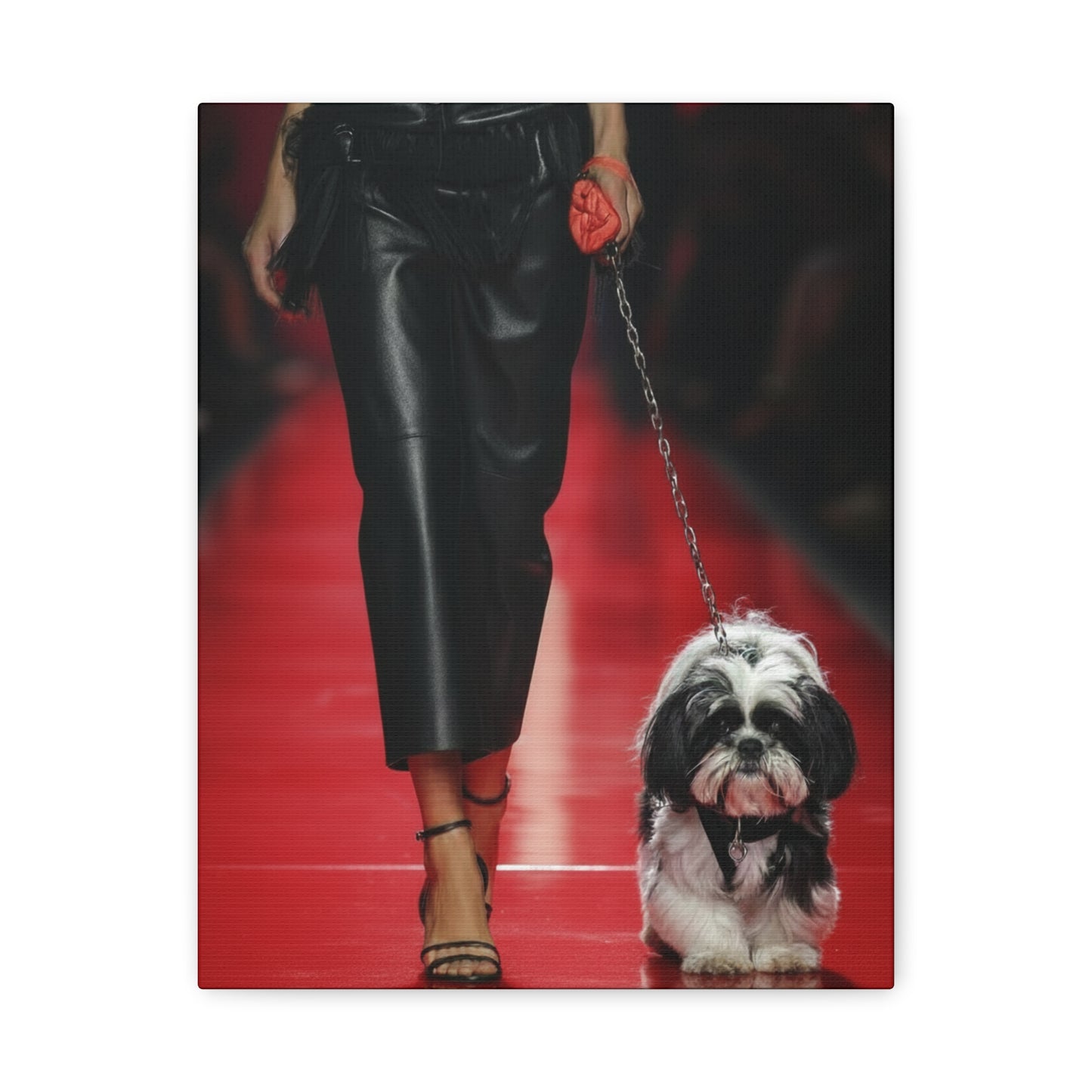 Shih Tzu Glitz: Runway - Chunique Chihuahuas