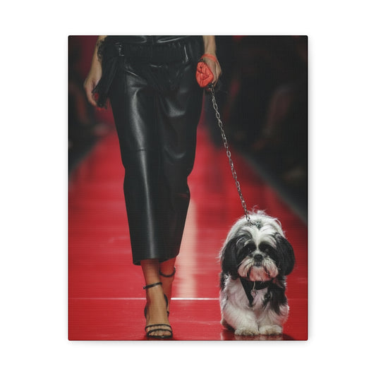 Shih Tzu Glitz: Runway - Chunique Chihuahuas