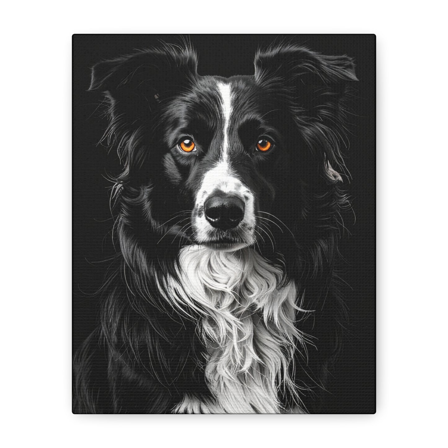 Captivating Collies: Black & Amber - Chunique Chihuahuas