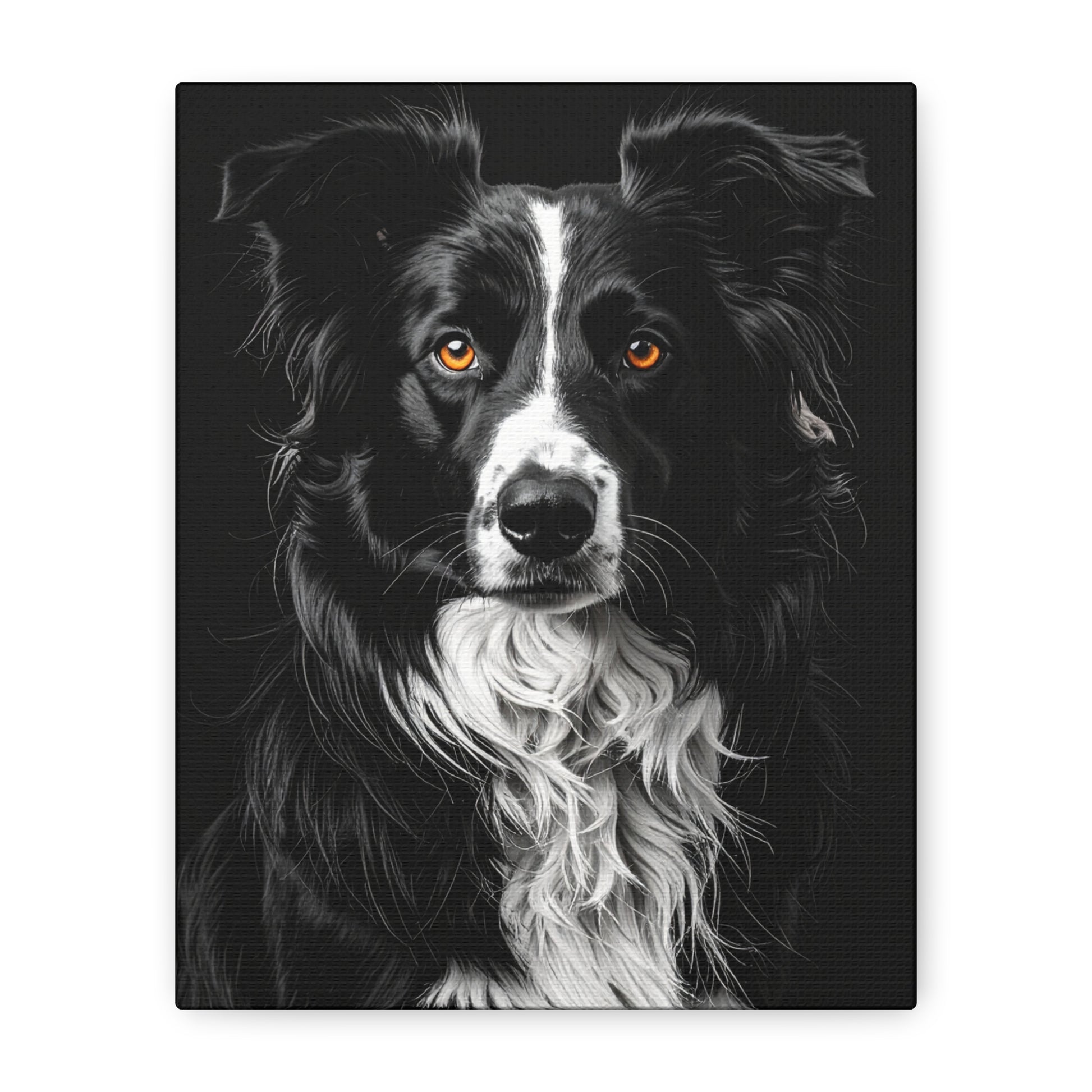 Captivating Collies: Black & Amber - Chunique Chihuahuas