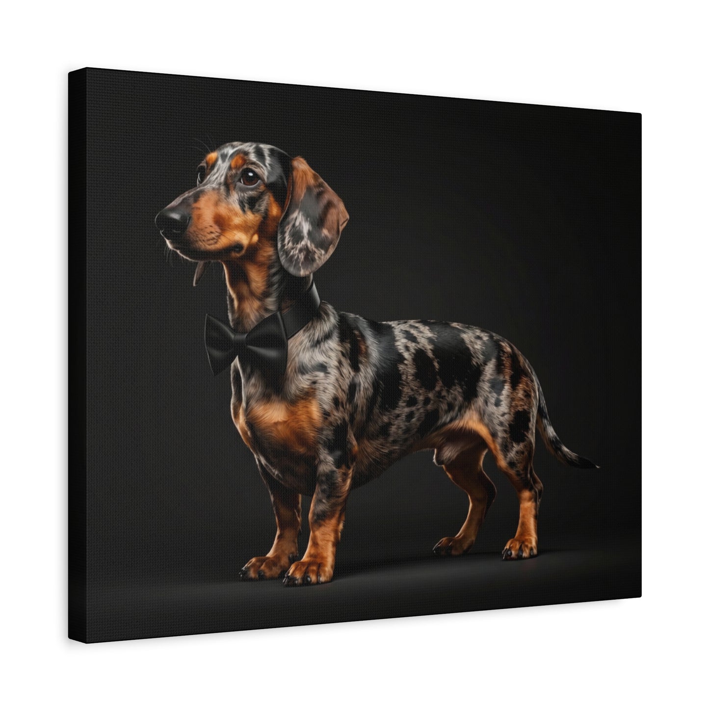 Darling Dachshunds: Bow-Tie - Chunique Chihuahuas