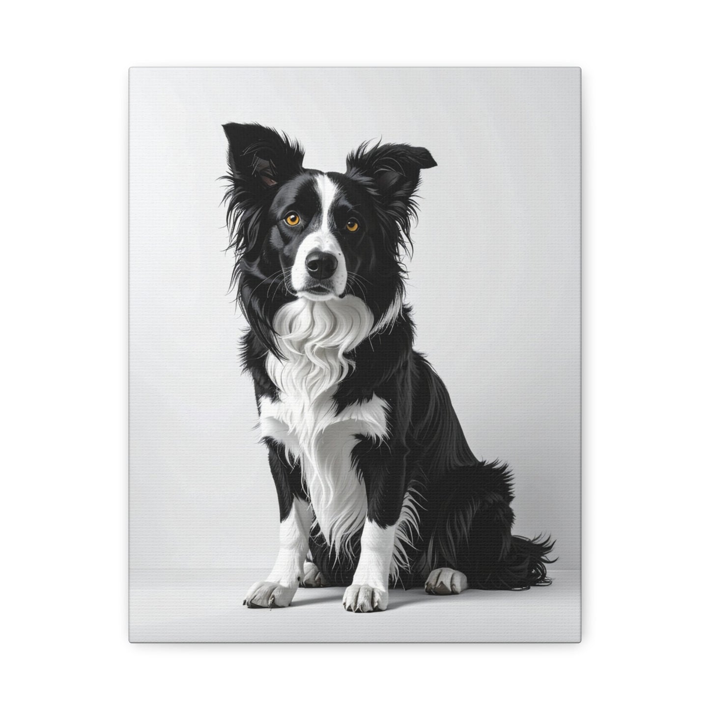 Captivating Collies: White & Amber - Chunique Chihuahuas