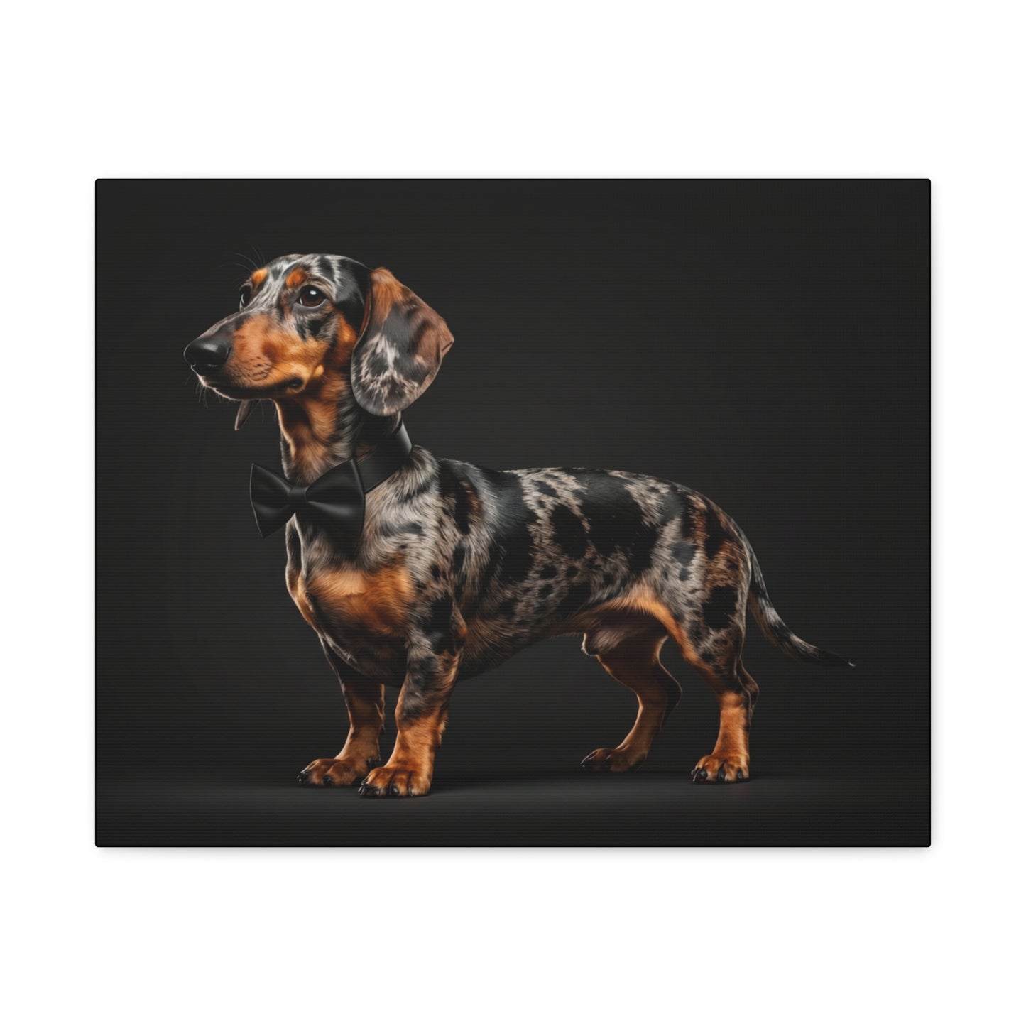 Darling Dachshunds: Bow-Tie - Chunique Chihuahuas