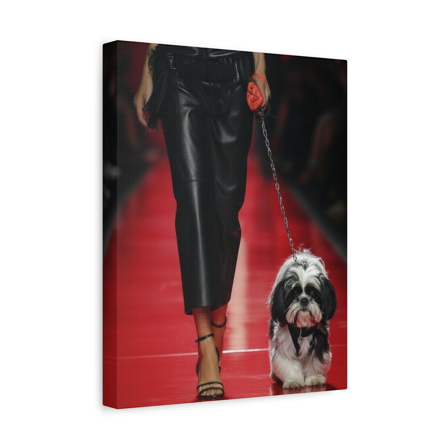 Shih Tzu Glitz: Runway - Chunique Chihuahuas