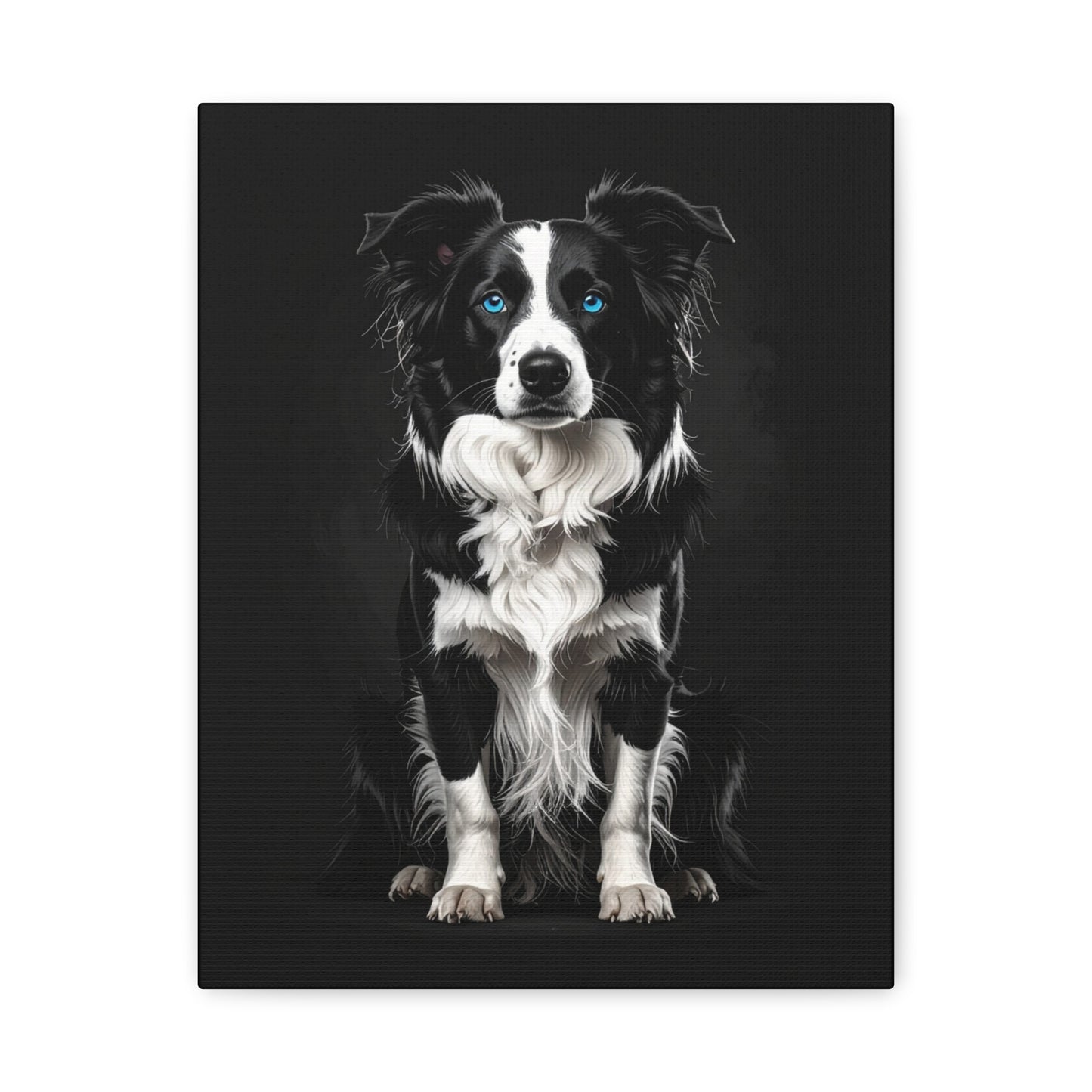 Captivating Collies: Black & Blue - Chunique Chihuahuas