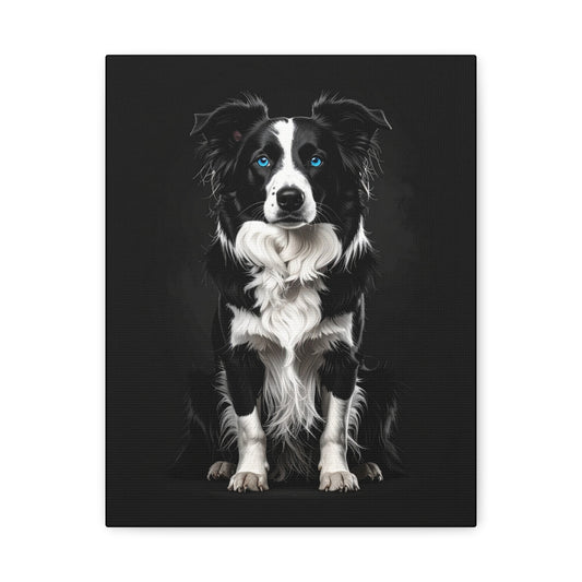 Captivating Collies: Black & Blue - Chunique Chihuahuas