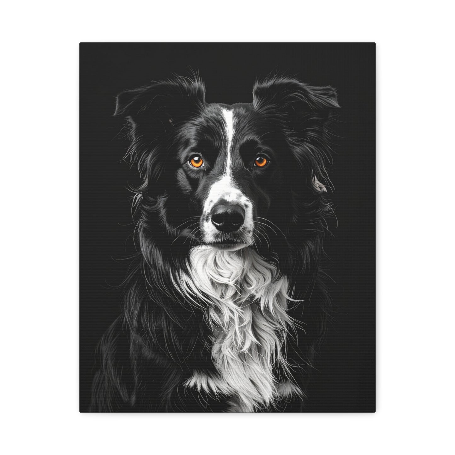 Captivating Collies: Black & Amber - Chunique Chihuahuas