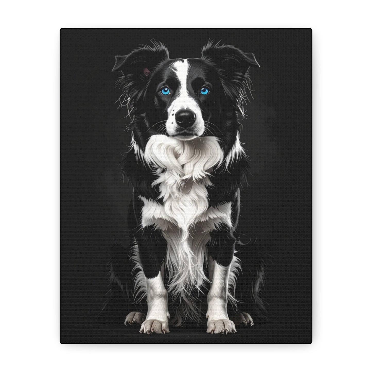 Captivating Collies: Black & Blue - Chunique Chihuahuas