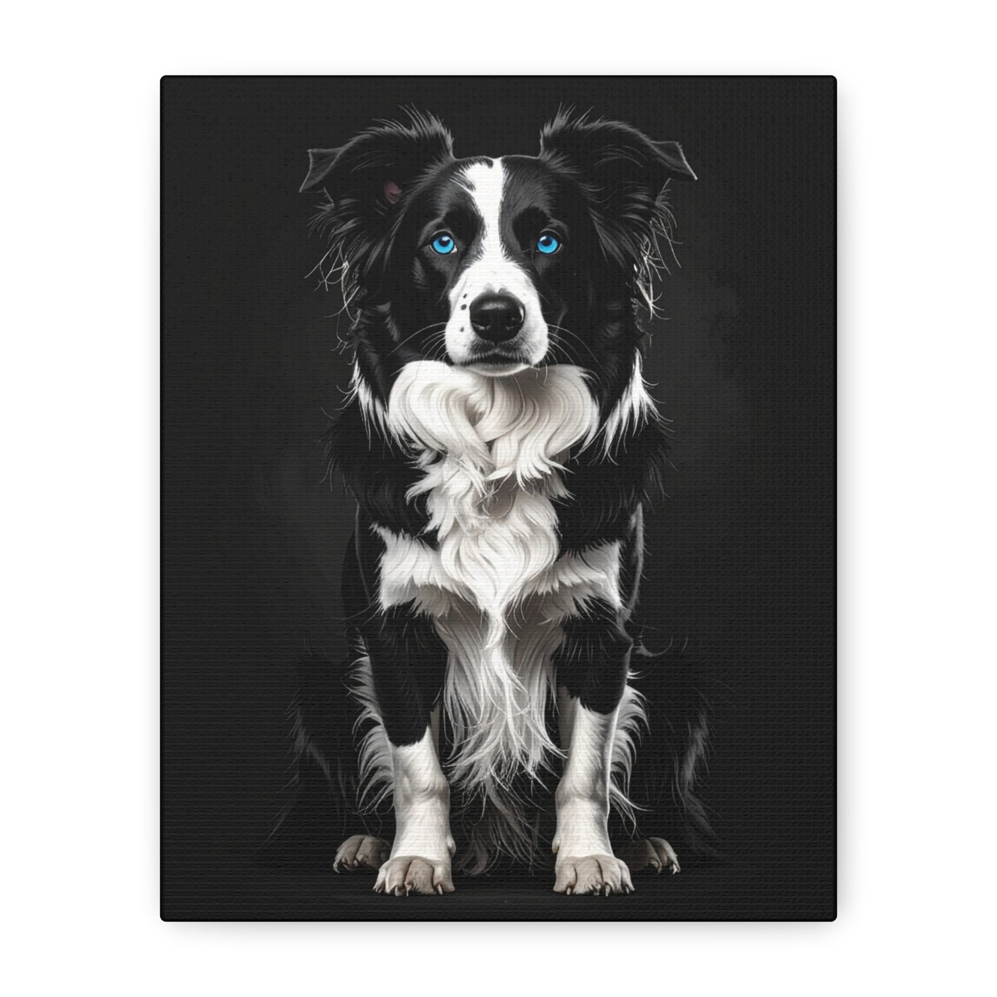 Captivating Collies: Black & Blue - Chunique Chihuahuas