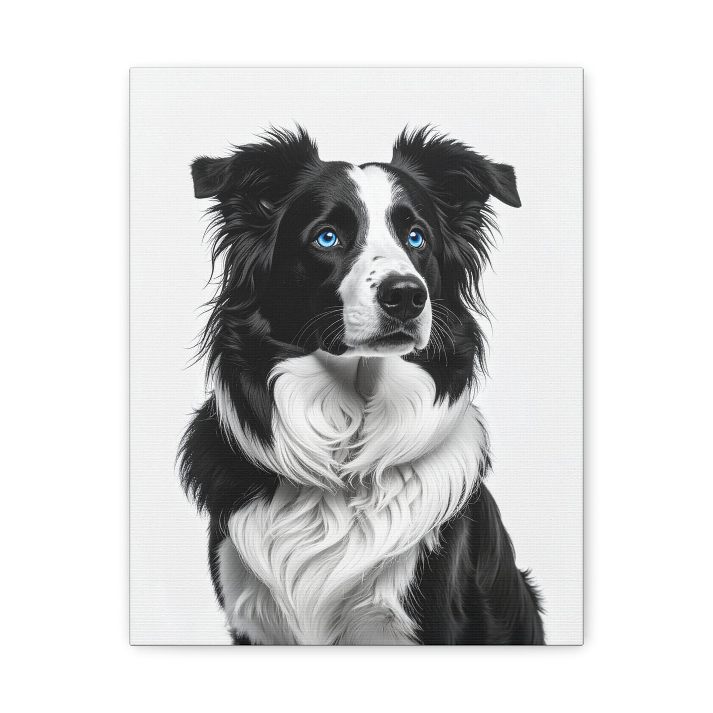 Captivating Collies: White & Blue - chunique chihuahuas