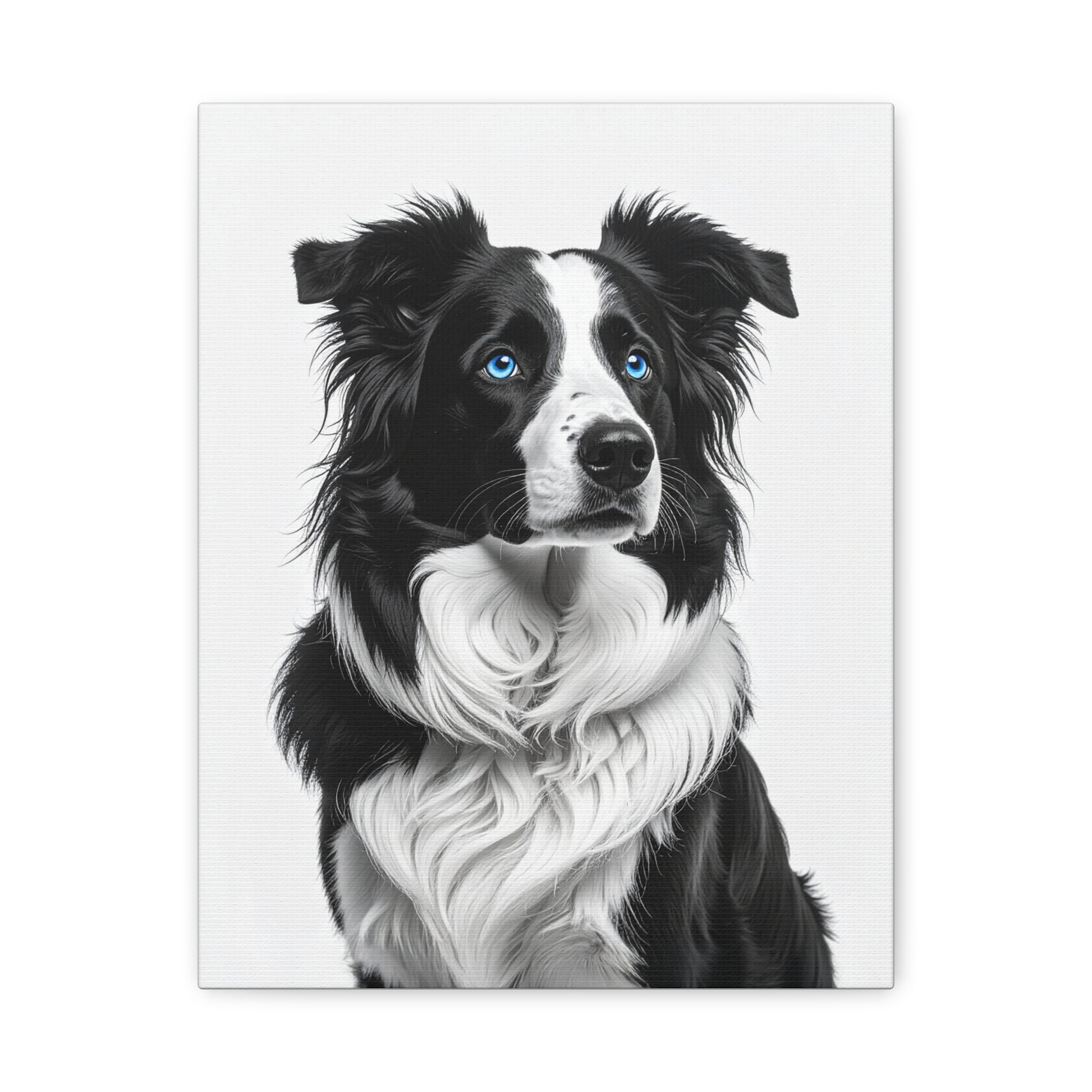 Captivating Collies: White & Blue - chunique chihuahuas