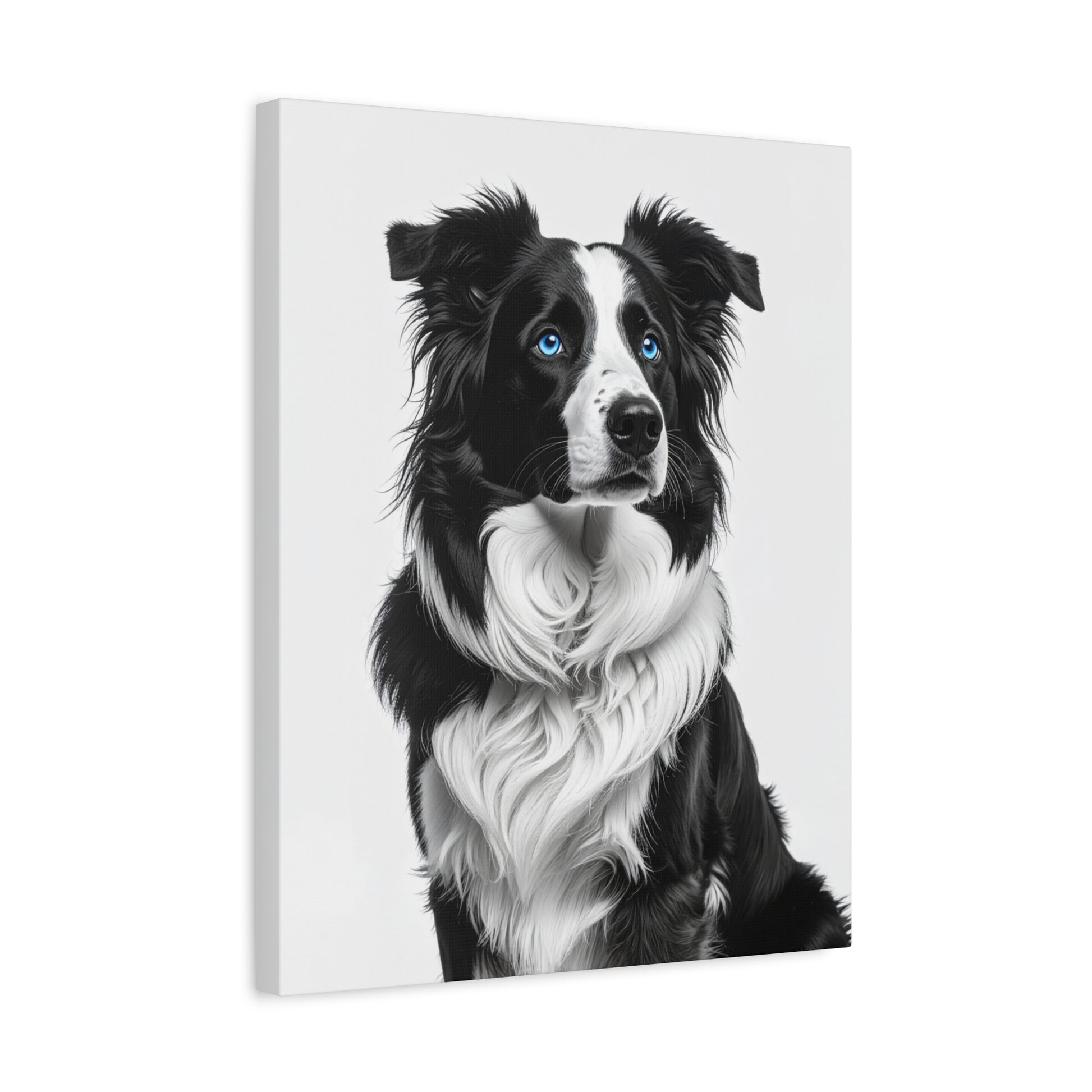 Captivating Collies: White & Blue - Chunique Chihuahuas