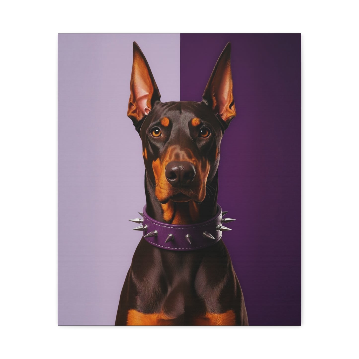 Doberman pinscher wearing a spiked purple collar on a two-tone purple background
