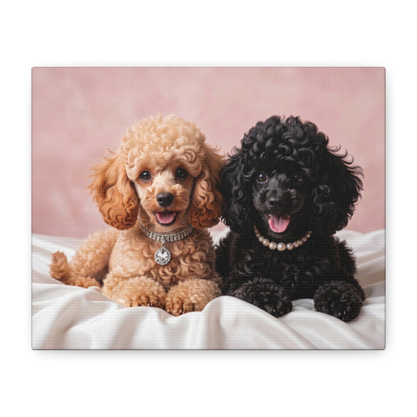 Posh Poodles: Poodle Puppies & Silk - Chunique Chihuahuas