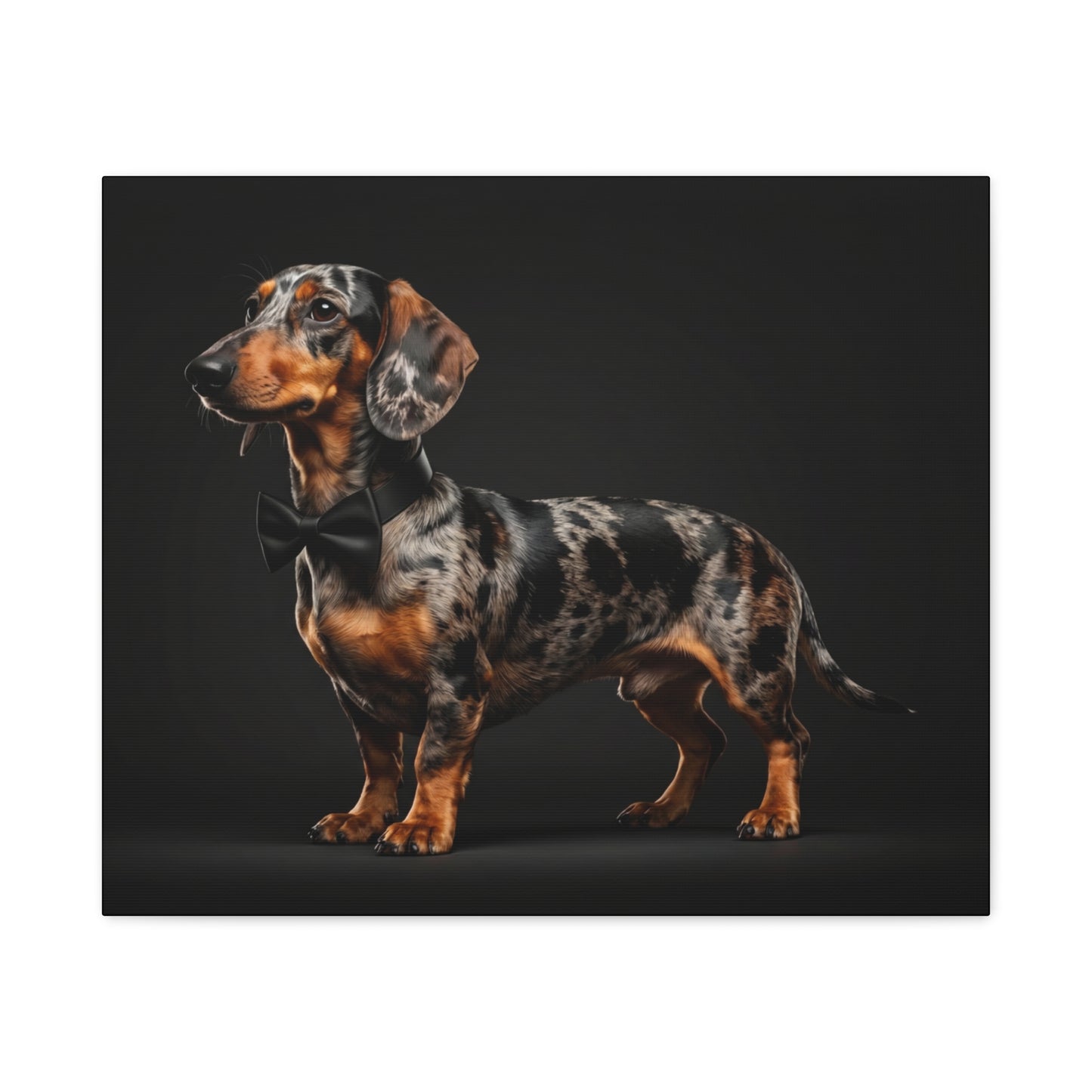 Darling Dachshunds: Bow-Tie - Chunique Chihuahuas