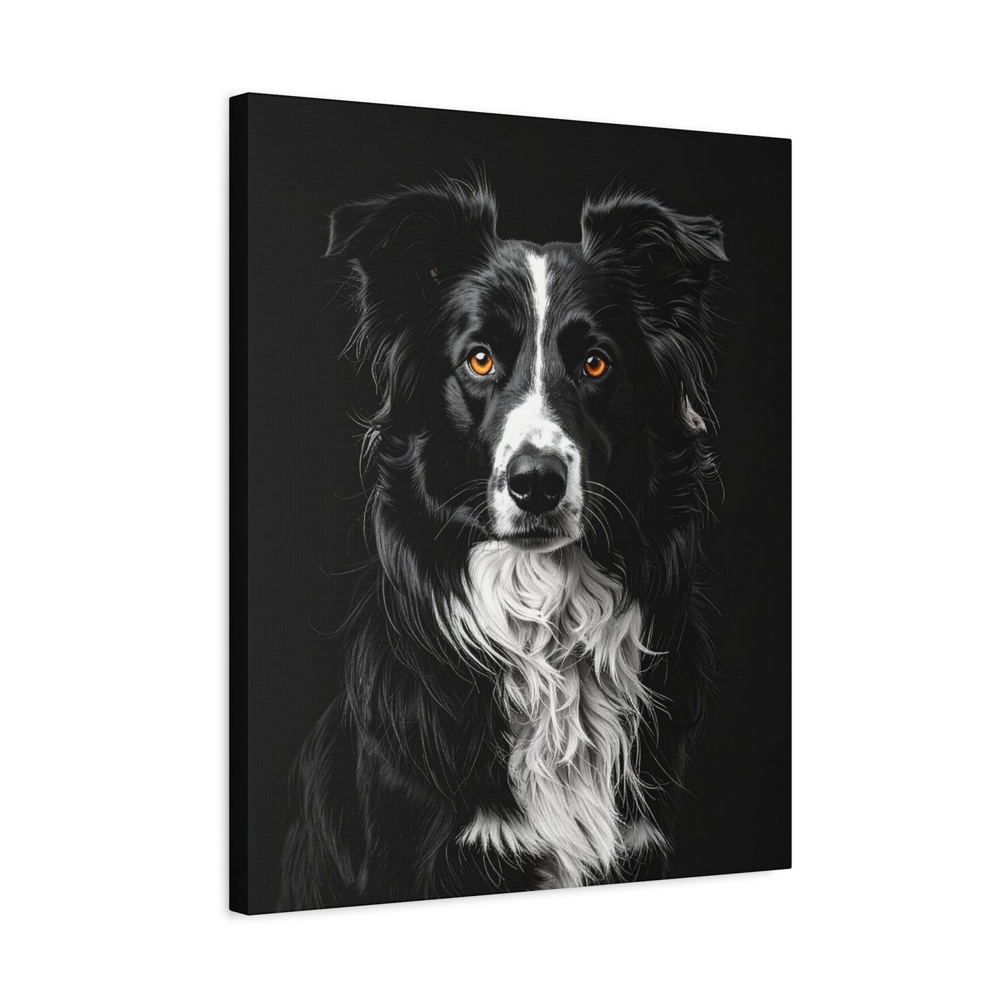 Captivating Collies: Black & Amber - Chunique Chihuahuas