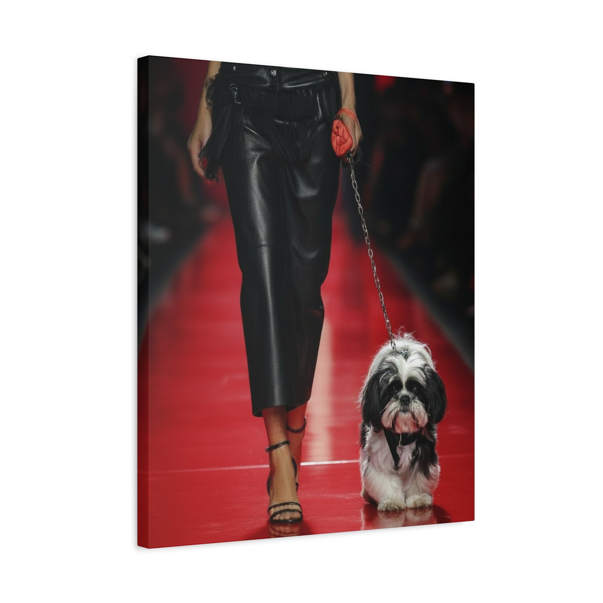 Shih Tzu Glitz: Runway - Chunique Chihuahuas